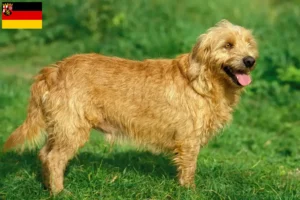 Read more about the article Basset fauve de Bretagne tenyésztők és kiskutyák Rajna-vidék-Pfalzban