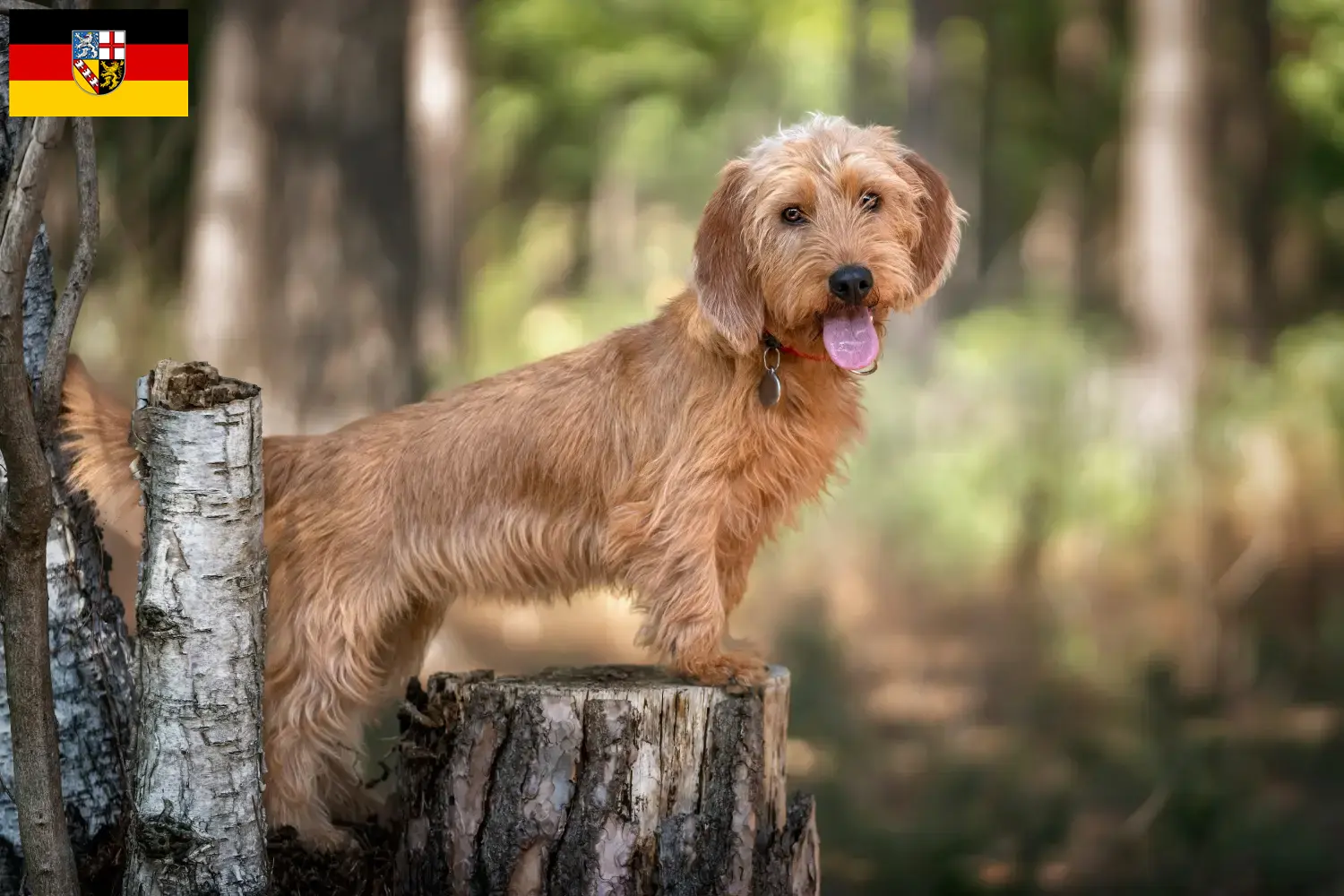 Basset fauve de Bretagne kölyökkutyák és tenyésztők Saar-vidék Itt talál Basset fauve de Bretagne tenyésztőket Saar-vidéken.