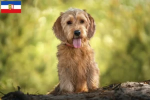 Read more about the article Basset fauve de Bretagne tenyésztők és kiskutyák Schleswig-Holstein tartományban