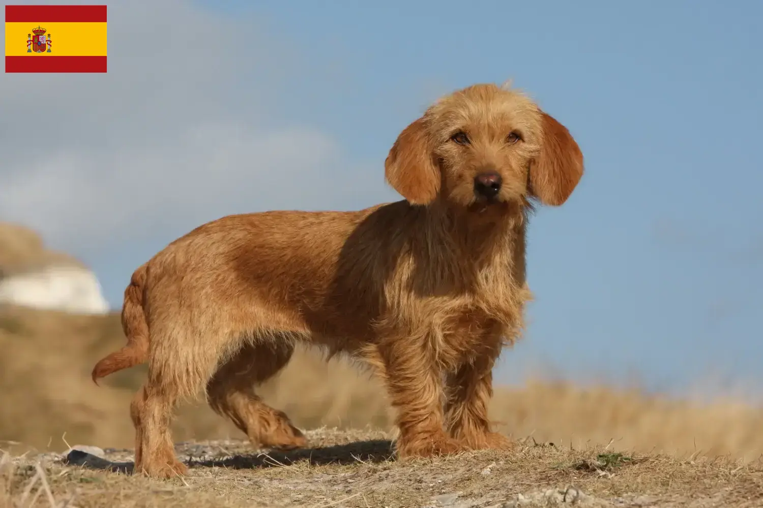 Basset fauve de Bretagne kiskutyák és tenyésztők Spanyolország Spanyolországi Basset fauve de Bretagne tenyésztőket itt találsz.