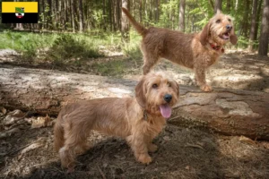 Read more about the article Basset fauve de Bretagne tenyésztők és kiskutyák Szász-Anhaltban