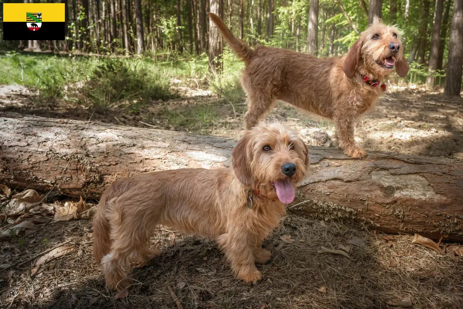 Read more about the article Basset fauve de Bretagne tenyésztők és kiskutyák Szász-Anhaltban