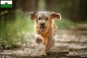 Read more about the article Basset fauve de Bretagne tenyésztők és kiskutyák Szászországban