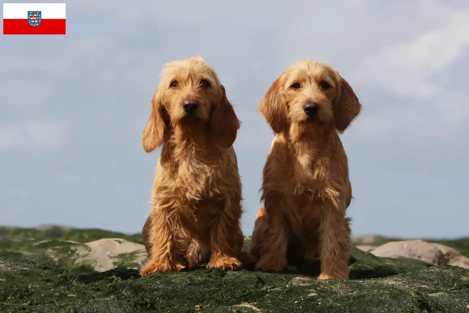 Read more about the article Basset fauve de Bretagne tenyésztők és kiskutyák Türingiában
