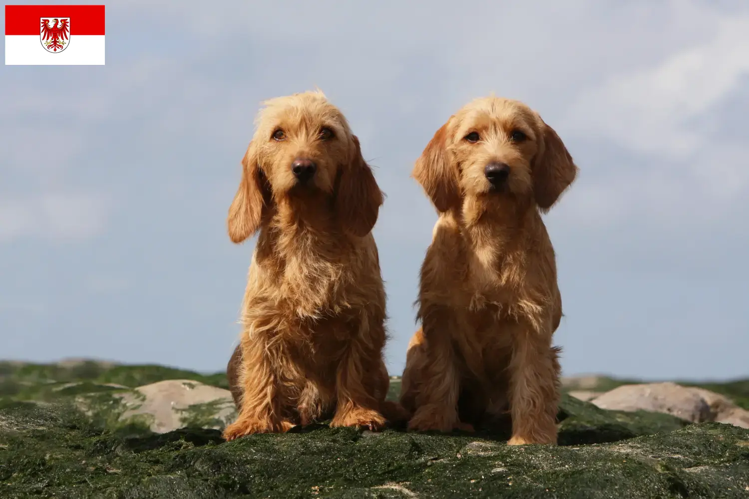 Read more about the article Basset fauve de Bretagne tenyésztők és kiskutyák Brandenburgban