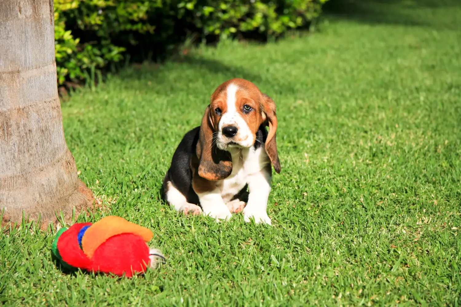 Basset Hound kölyökkutya vásárlása felelősségvállalást jelent! Vásároljon Basset Hound kiskutyákat.