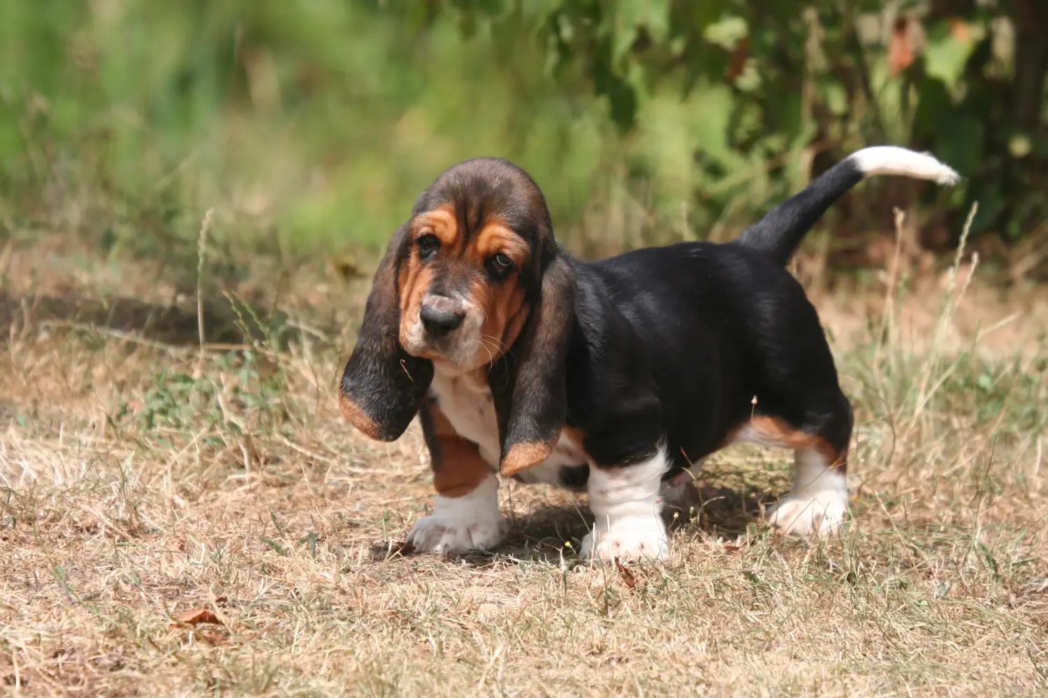 Basset Hound kölyökkutya vásárlása felelősségvállalást jelent! Vásároljon Basset Hound kiskutyákat.