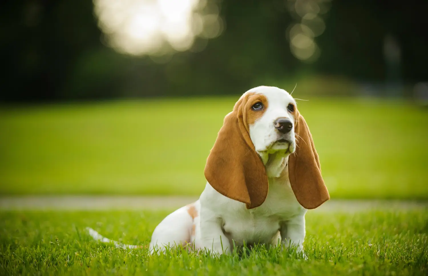 Basset Hound kölyökkutya vásárlása felelősségvállalást jelent! Vásároljon Basset Hound kiskutyákat.