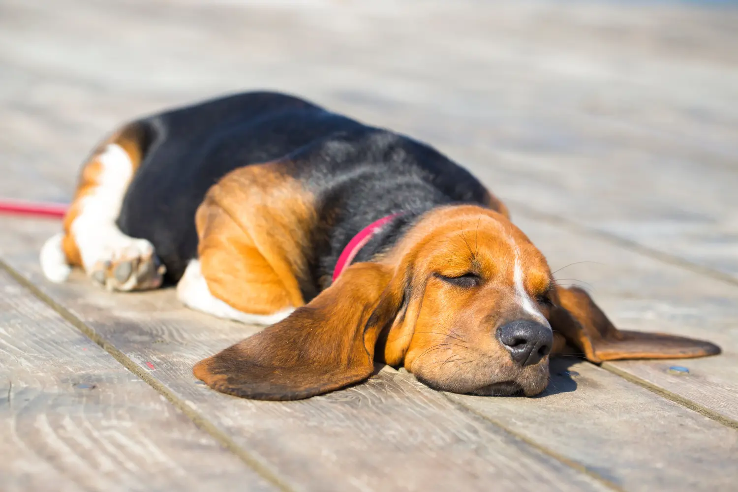 Basset Hound kölyökkutya vásárlása felelősségvállalást jelent! Vásároljon Basset Hound kiskutyákat.