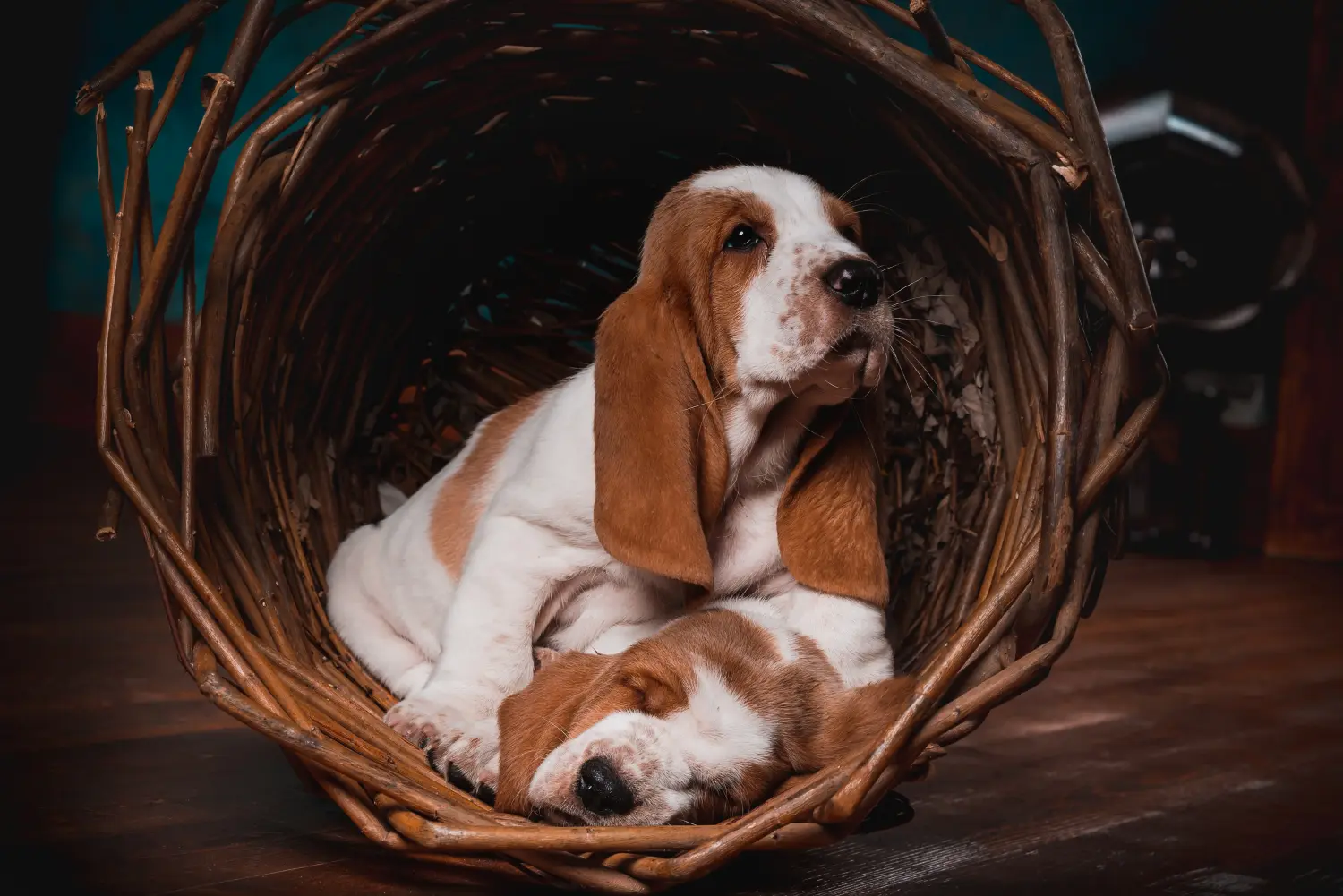 Basset Hound kölyökkutya vásárlása felelősségvállalást jelent! Vásároljon Basset Hound kiskutyákat.