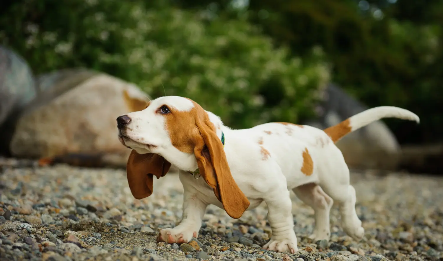 Basset Hound kölyökkutya vásárlása felelősségvállalást jelent! Vásároljon Basset Hound kiskutyákat.