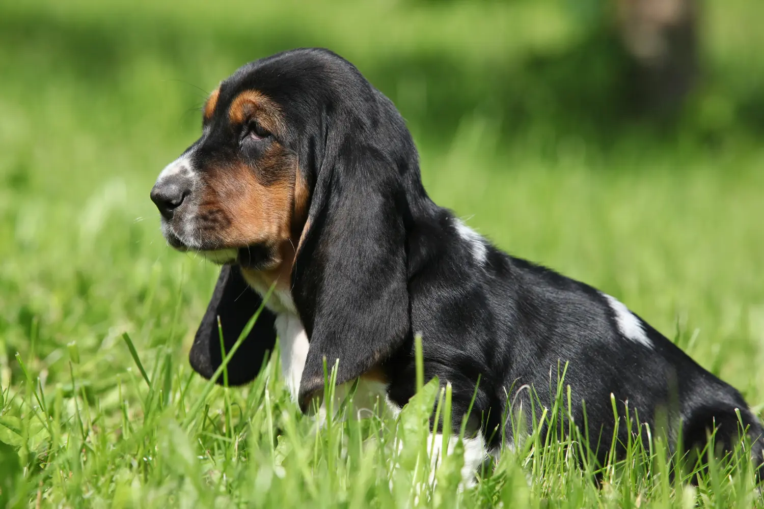 Basset Hound kölyökkutya vásárlása felelősségvállalást jelent! Vásároljon Basset Hound kiskutyákat.