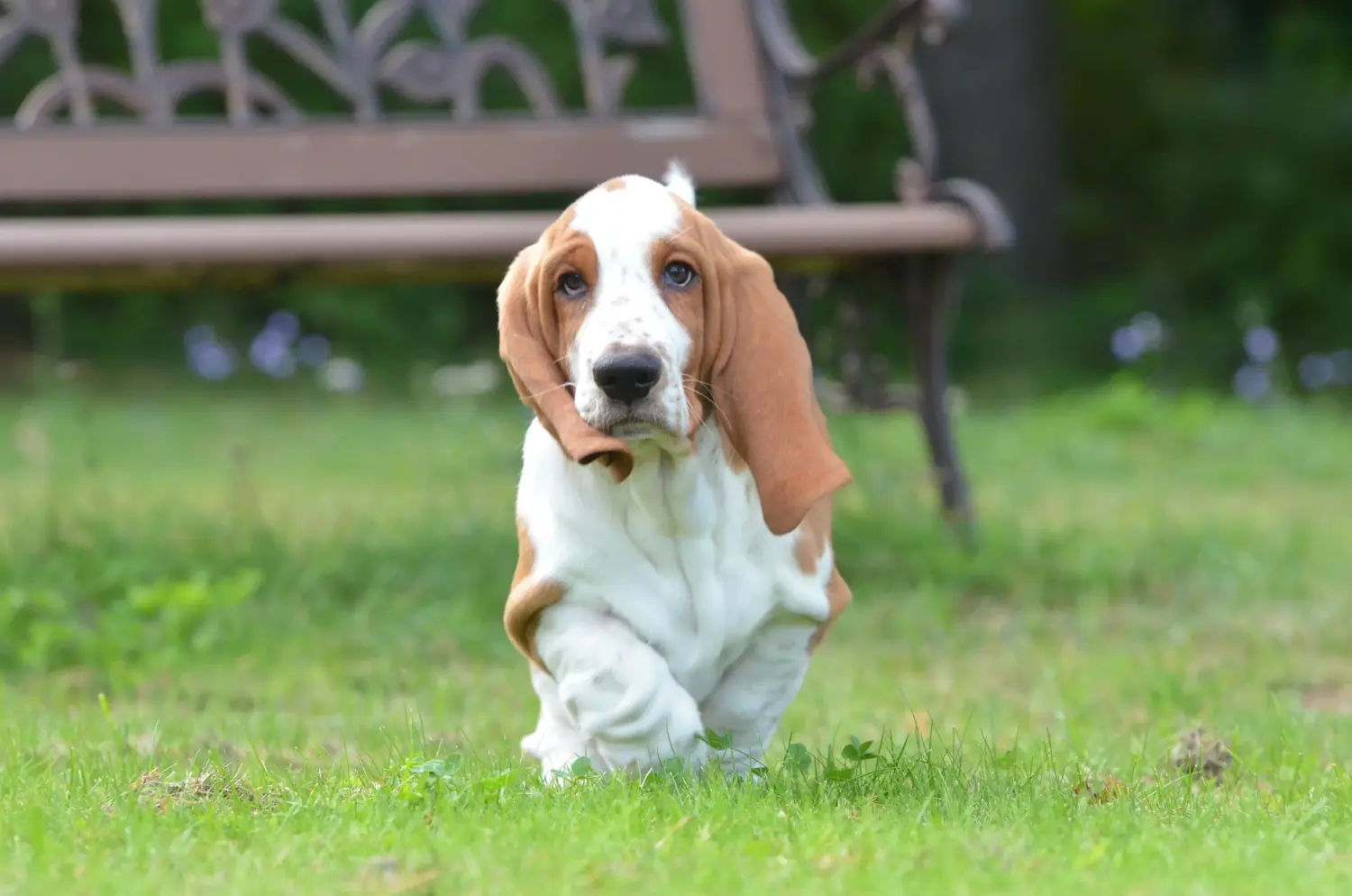 Basset Hound kölyökkutya vásárlása felelősségvállalást jelent! Vásároljon Basset Hound kiskutyákat.