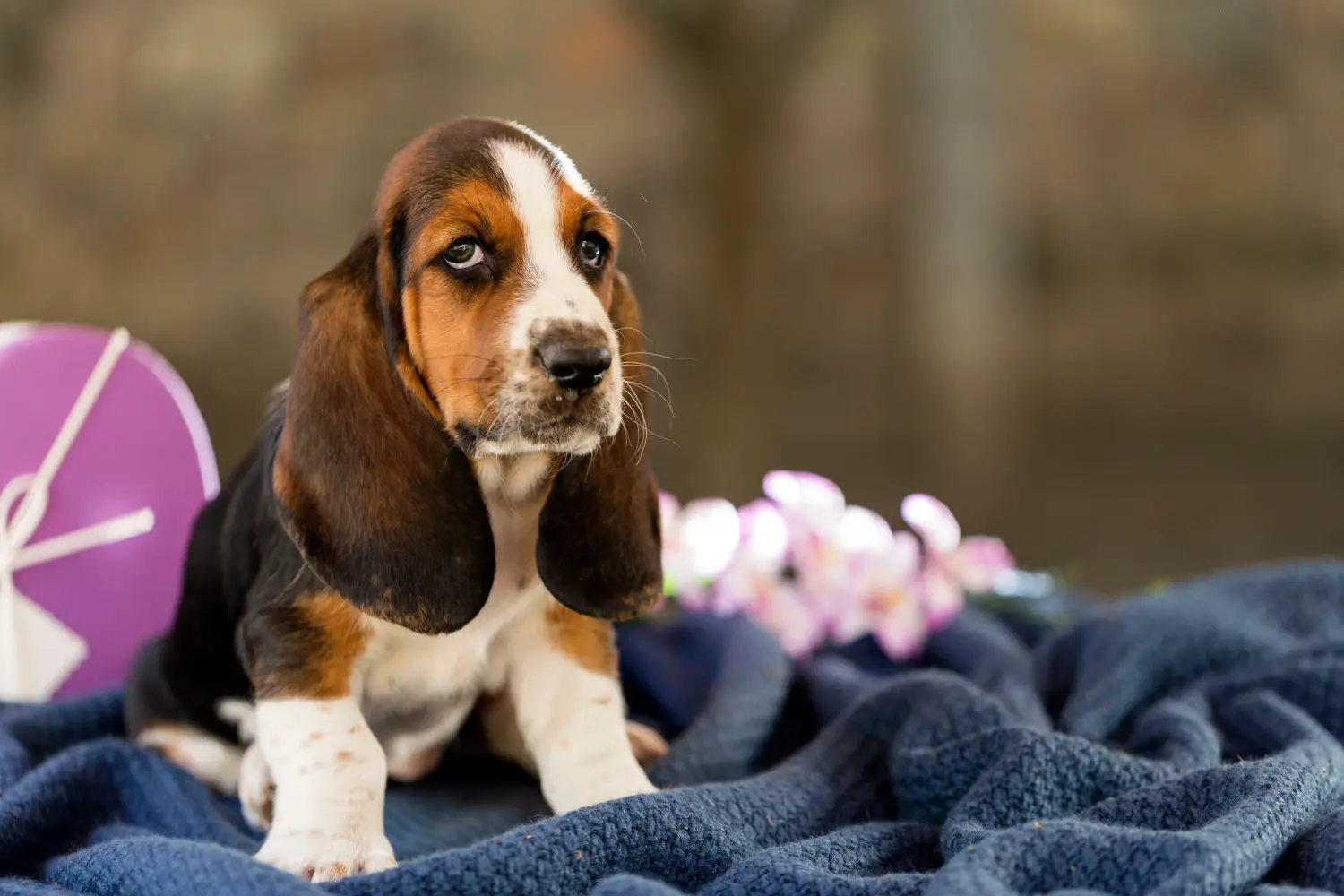 Basset Hound kölyökkutya vásárlása felelősségvállalást jelent! Vásároljon Basset Hound kiskutyákat.
