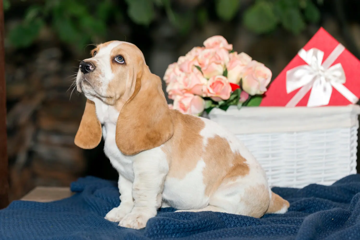 Basset Hound kölyökkutya vásárlása felelősségvállalást jelent! Vásároljon Basset Hound kiskutyákat.