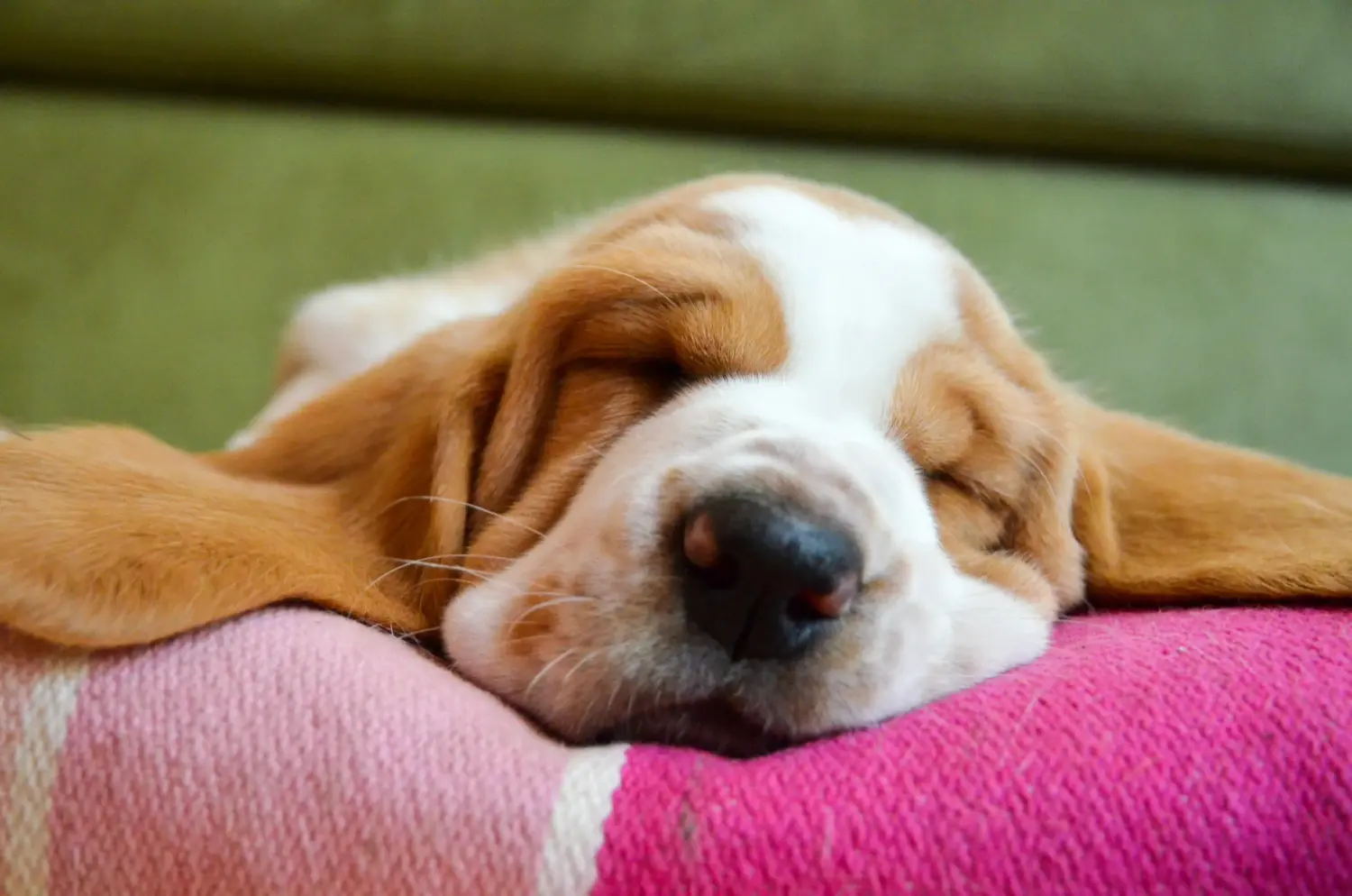 Basset Hound kölyökkutya vásárlása felelősségvállalást jelent! Vásároljon Basset Hound kiskutyákat.