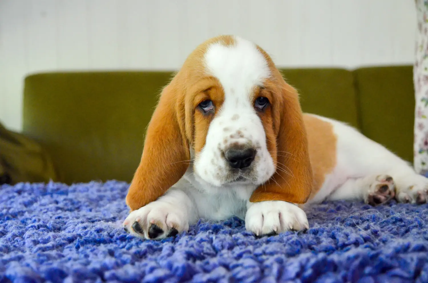 Basset Hound kölyökkutya vásárlása felelősségvállalást jelent! Vásároljon Basset Hound kiskutyákat.