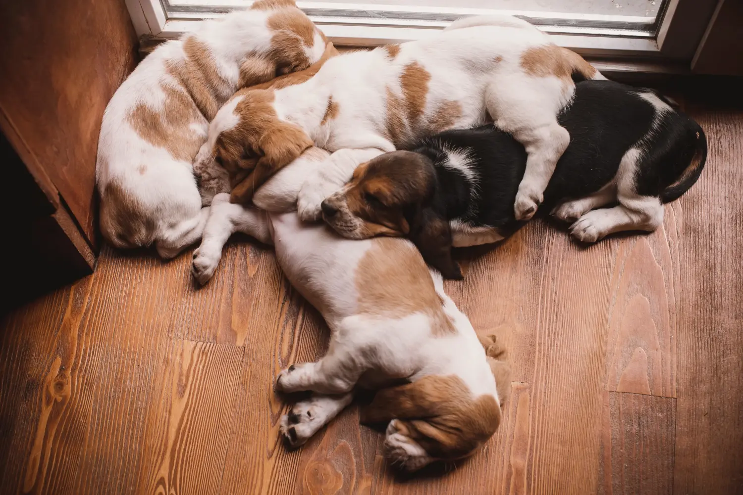 Basset Hound kölyökkutya vásárlása felelősségvállalást jelent! Vásároljon Basset Hound kiskutyákat.
