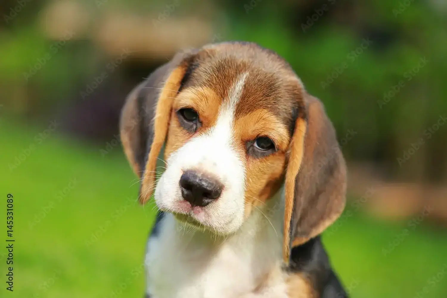Beagle kölyökkutya vásárlása felelősségvállalást jelent! Beagle kölyökkutyák vásárlása.