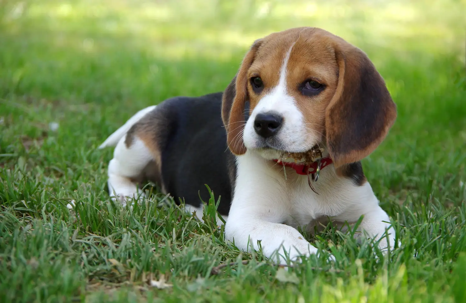 Beagle kölyökkutya vásárlása felelősségvállalást jelent! Beagle kölyökkutyák vásárlása.