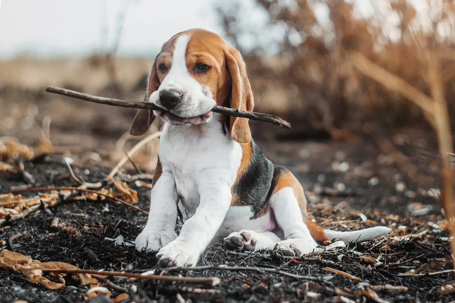 Beagle kölyökkutya vásárlása felelősségvállalást jelent! Beagle kölyökkutyák vásárlása.