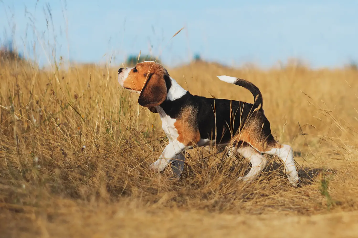 Beagle kölyökkutya vásárlása felelősségvállalást jelent! Beagle kölyökkutyák vásárlása.