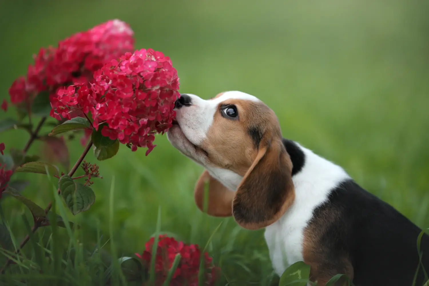 Beagle kölyökkutya vásárlása felelősségvállalást jelent! Beagle kölyökkutyák vásárlása.