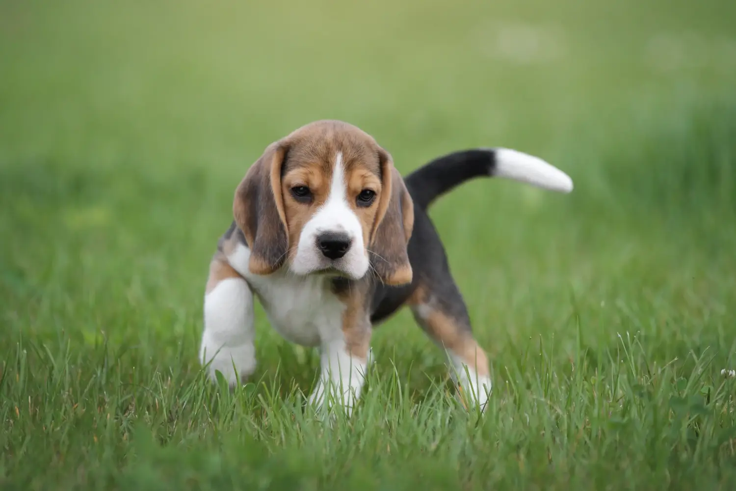 Beagle kölyökkutya vásárlása felelősségvállalást jelent! Beagle kölyökkutyák vásárlása.