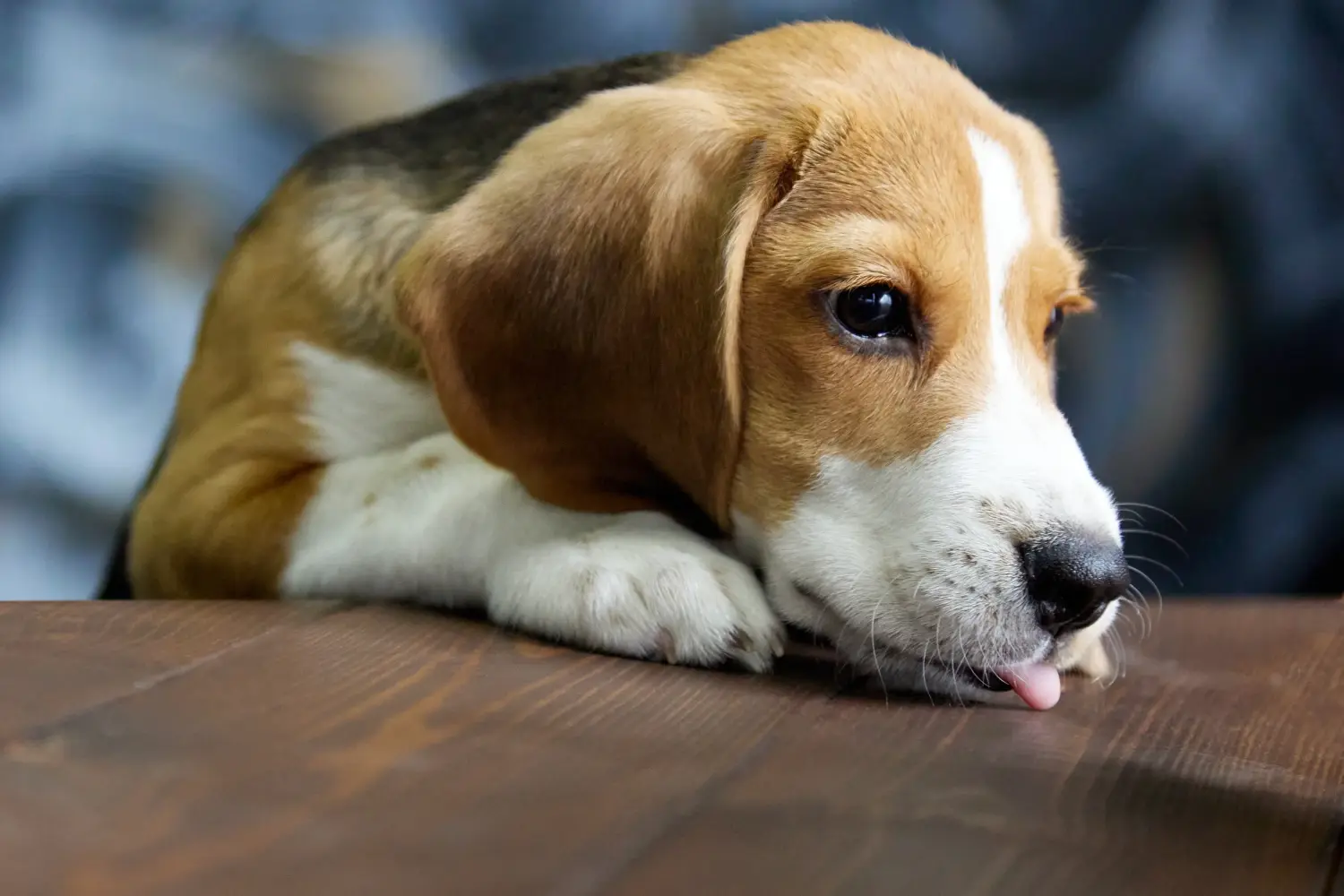 Beagle kölyökkutya vásárlása felelősségvállalást jelent! Beagle kölyökkutyák vásárlása.