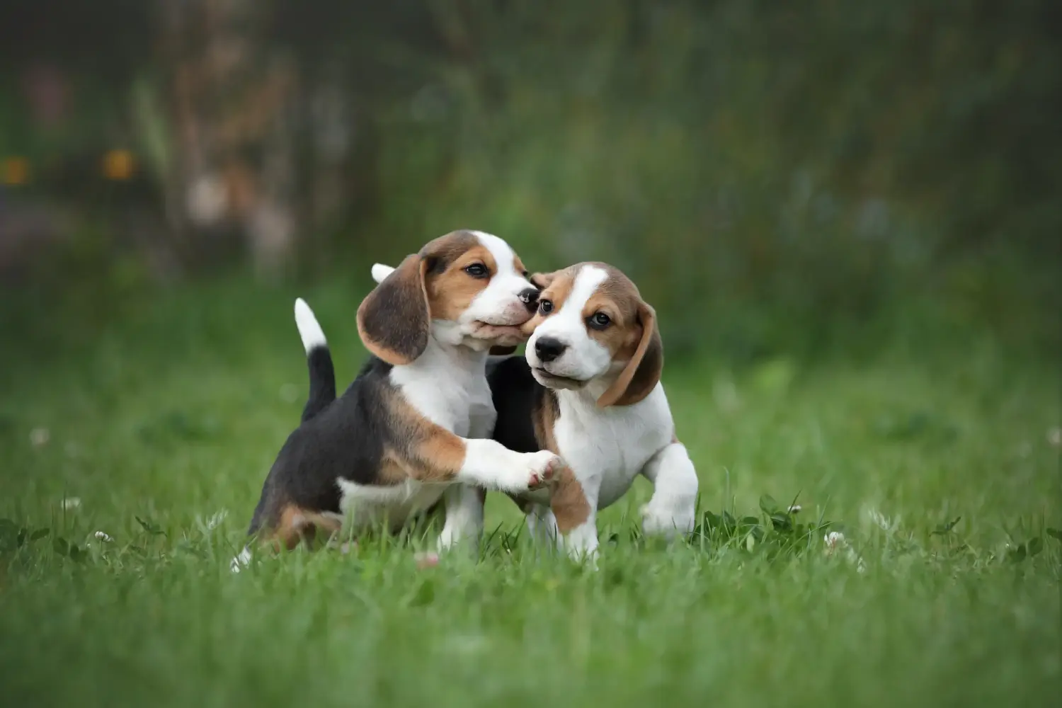 Beagle kölyökkutya vásárlása felelősségvállalást jelent! Beagle kölyökkutyák vásárlása.