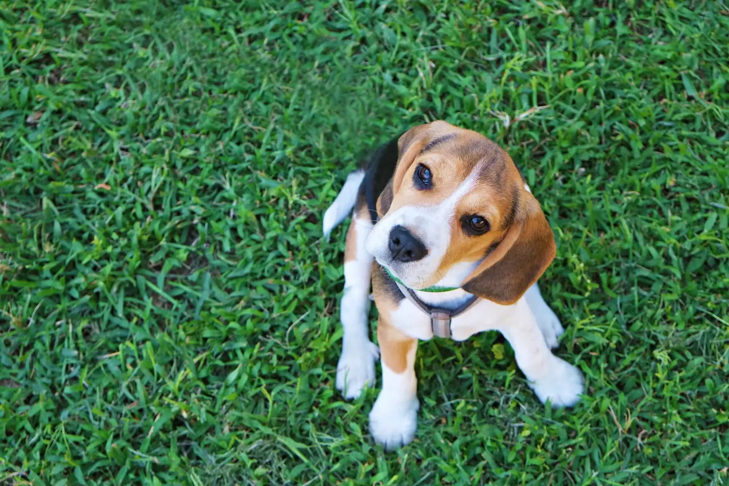 Beagle kölyökkutya vásárlása felelősségvállalást jelent! Beagle kölyökkutyák vásárlása.