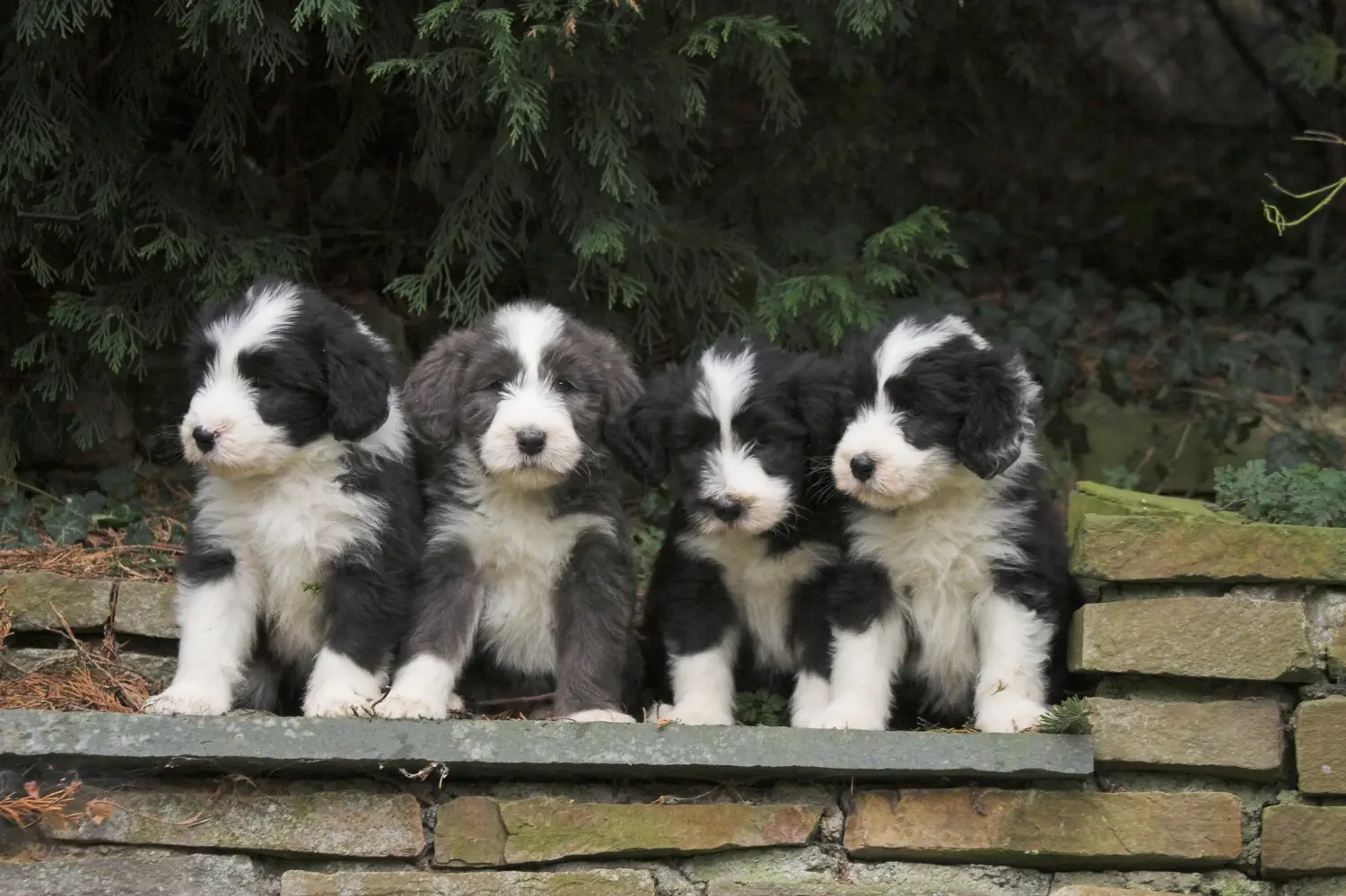 Egy Bearded Collie kölyökkutya megvásárlása felelősségvállalást jelent! Vásároljon Bearded Collie kiskutyákat.