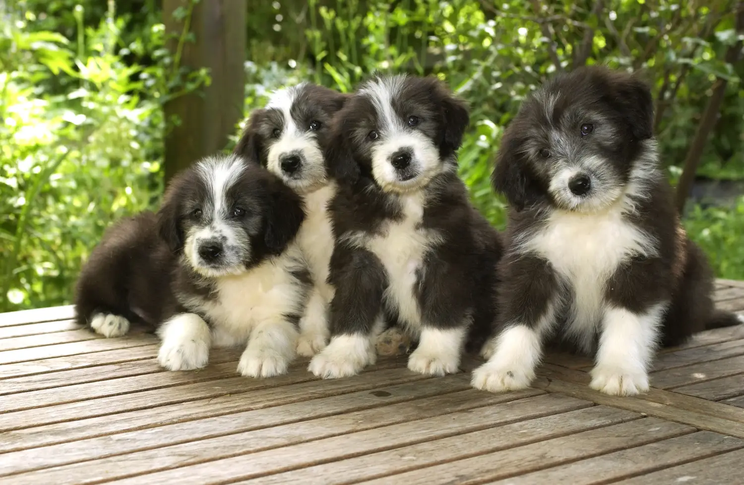 Egy Bearded Collie kölyökkutya megvásárlása felelősségvállalást jelent! Vásároljon Bearded Collie kiskutyákat.