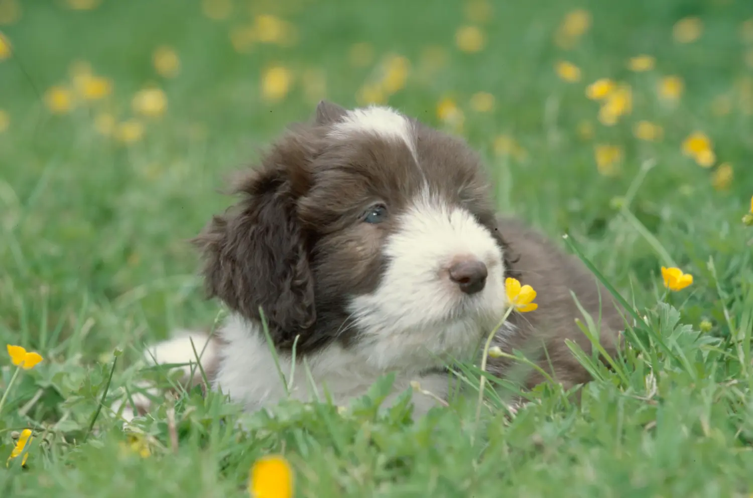 Egy Bearded Collie kölyökkutya megvásárlása felelősségvállalást jelent! Vásároljon Bearded Collie kiskutyákat.