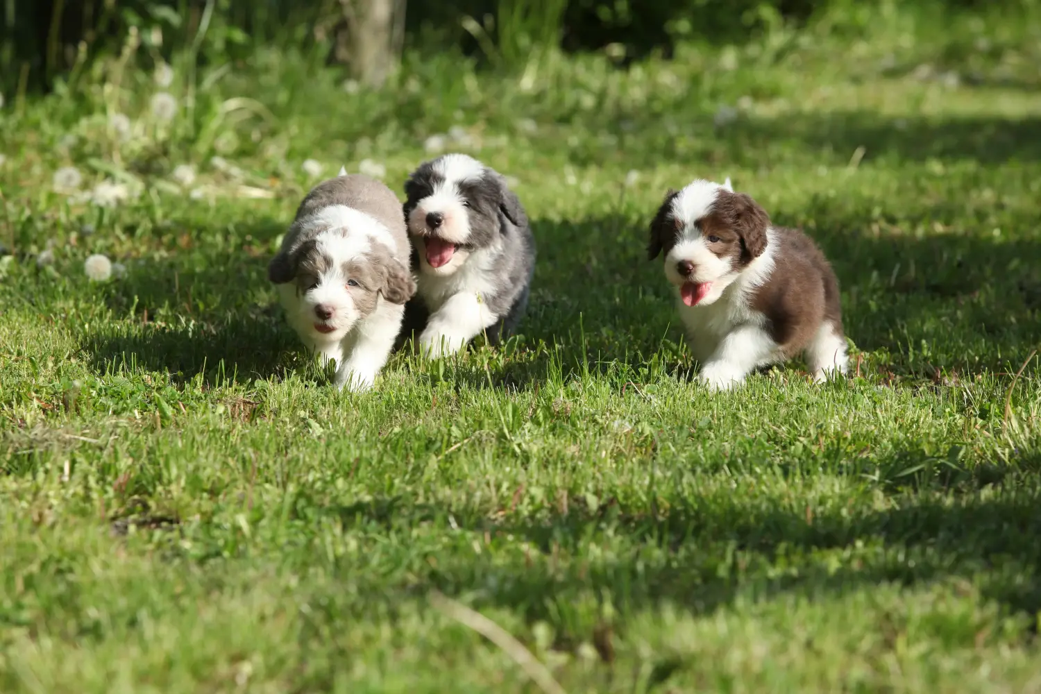 Egy Bearded Collie kölyökkutya megvásárlása felelősségvállalást jelent! Vásároljon Bearded Collie kiskutyákat.
