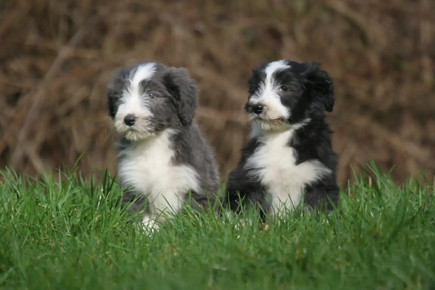 Egy Bearded Collie kölyökkutya megvásárlása felelősségvállalást jelent! Vásároljon Bearded Collie kiskutyákat.