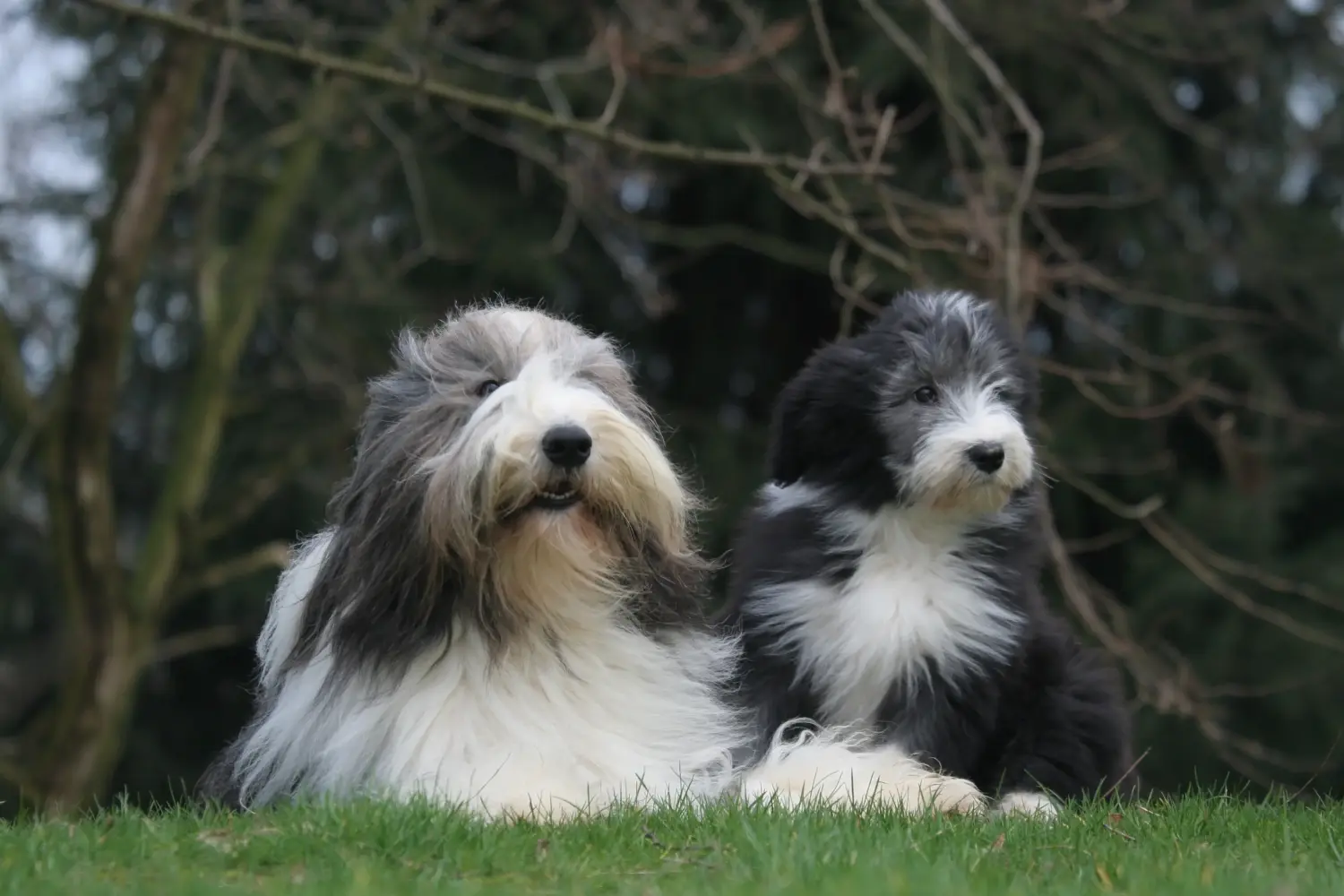 Egy Bearded Collie kölyökkutya megvásárlása felelősségvállalást jelent! Vásároljon Bearded Collie kiskutyákat.