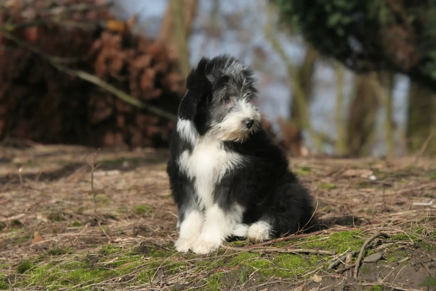 Egy Bearded Collie kölyökkutya megvásárlása felelősségvállalást jelent! Vásároljon Bearded Collie kiskutyákat.