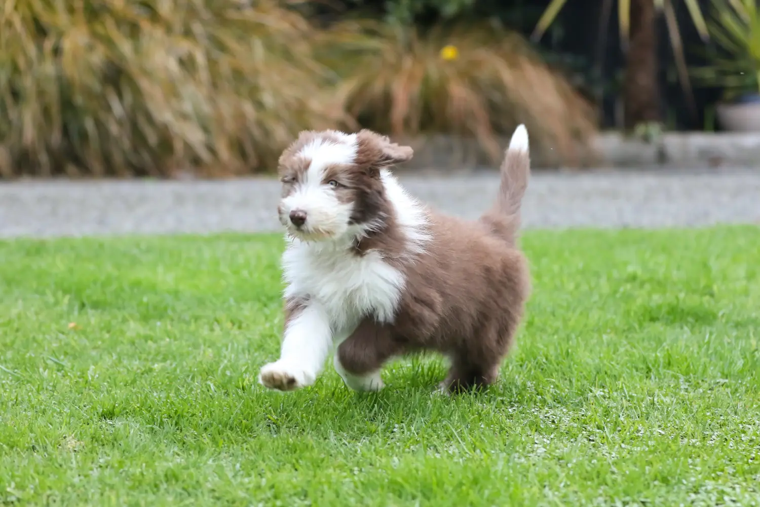 Egy Bearded Collie kölyökkutya megvásárlása felelősségvállalást jelent! Vásároljon Bearded Collie kiskutyákat.