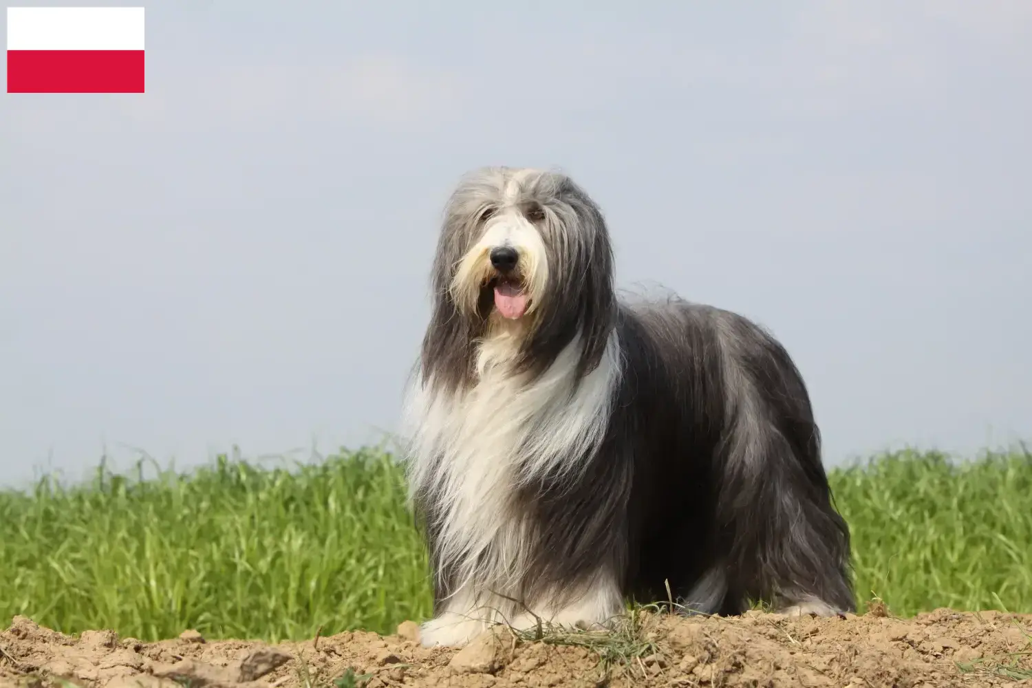 Bearded Collie kiskutyák és tenyésztők Lengyelország Találd meg a Bearded Collie tenyésztőket Lengyelországban.
