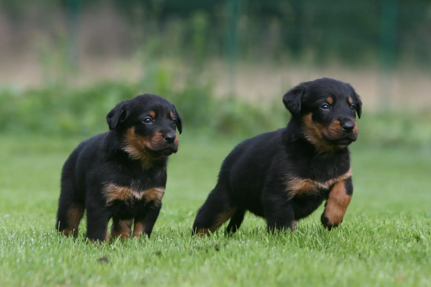Beauceron kölyökkutya vásárlása felelősségvállalást jelent! Beauceron kölyökkutyák vásárlása.
