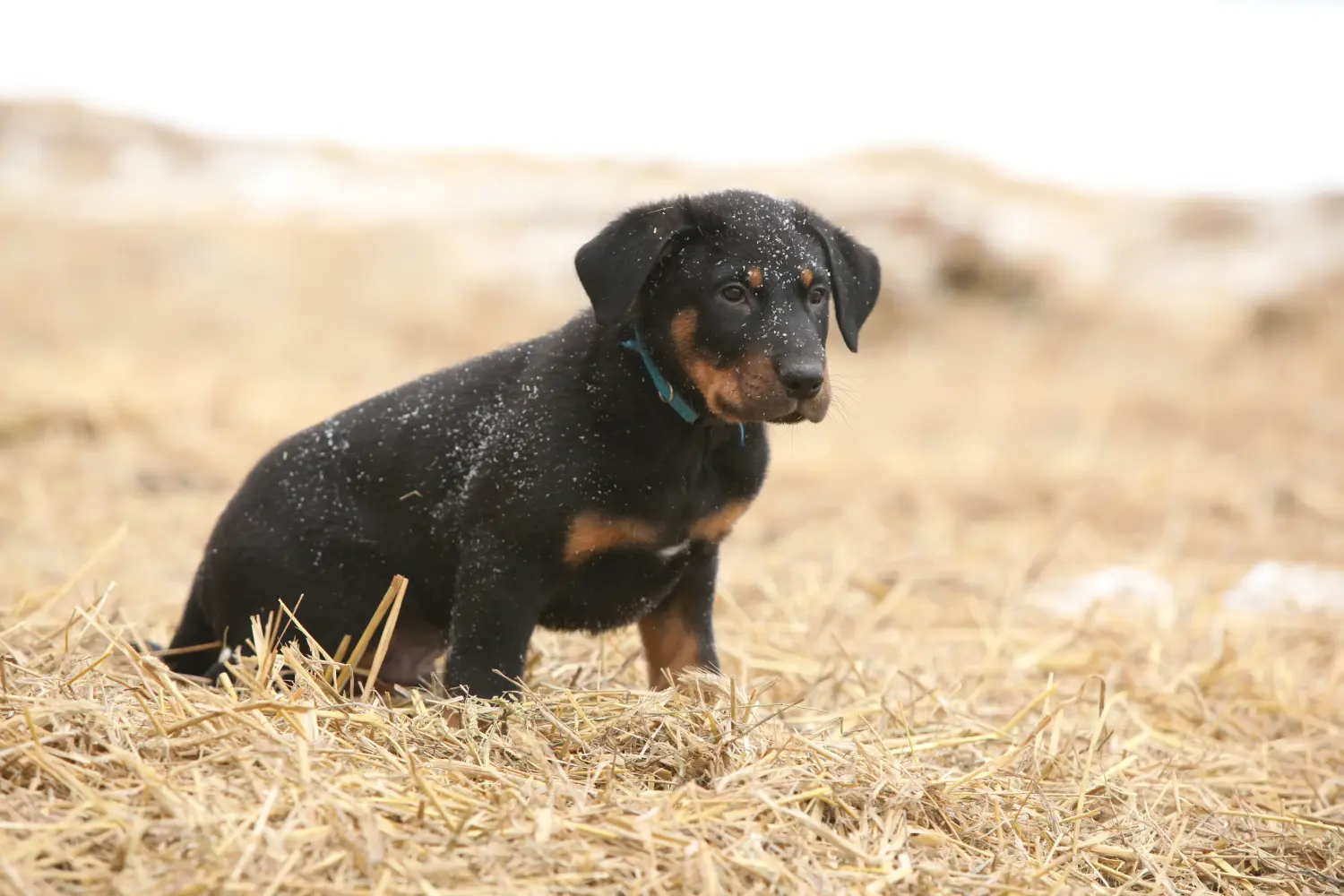 Beauceron kölyökkutya vásárlása felelősségvállalást jelent! Beauceron kölyökkutyák vásárlása.