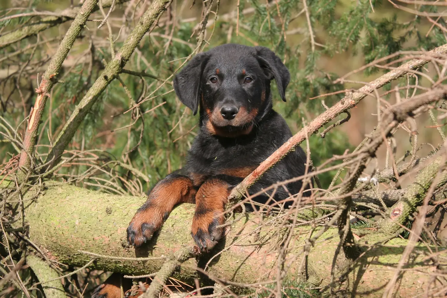 Beauceron kölyökkutya vásárlása felelősségvállalást jelent! Beauceron kölyökkutyák vásárlása.