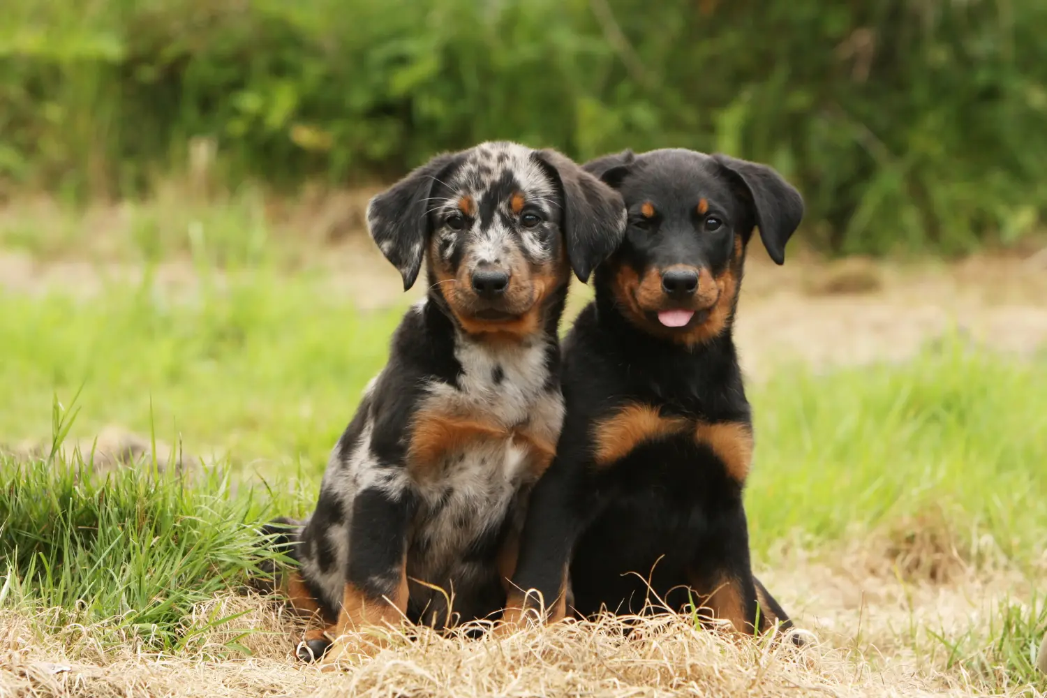 Beauceron kölyökkutya vásárlása felelősségvállalást jelent! Beauceron kölyökkutyák vásárlása.