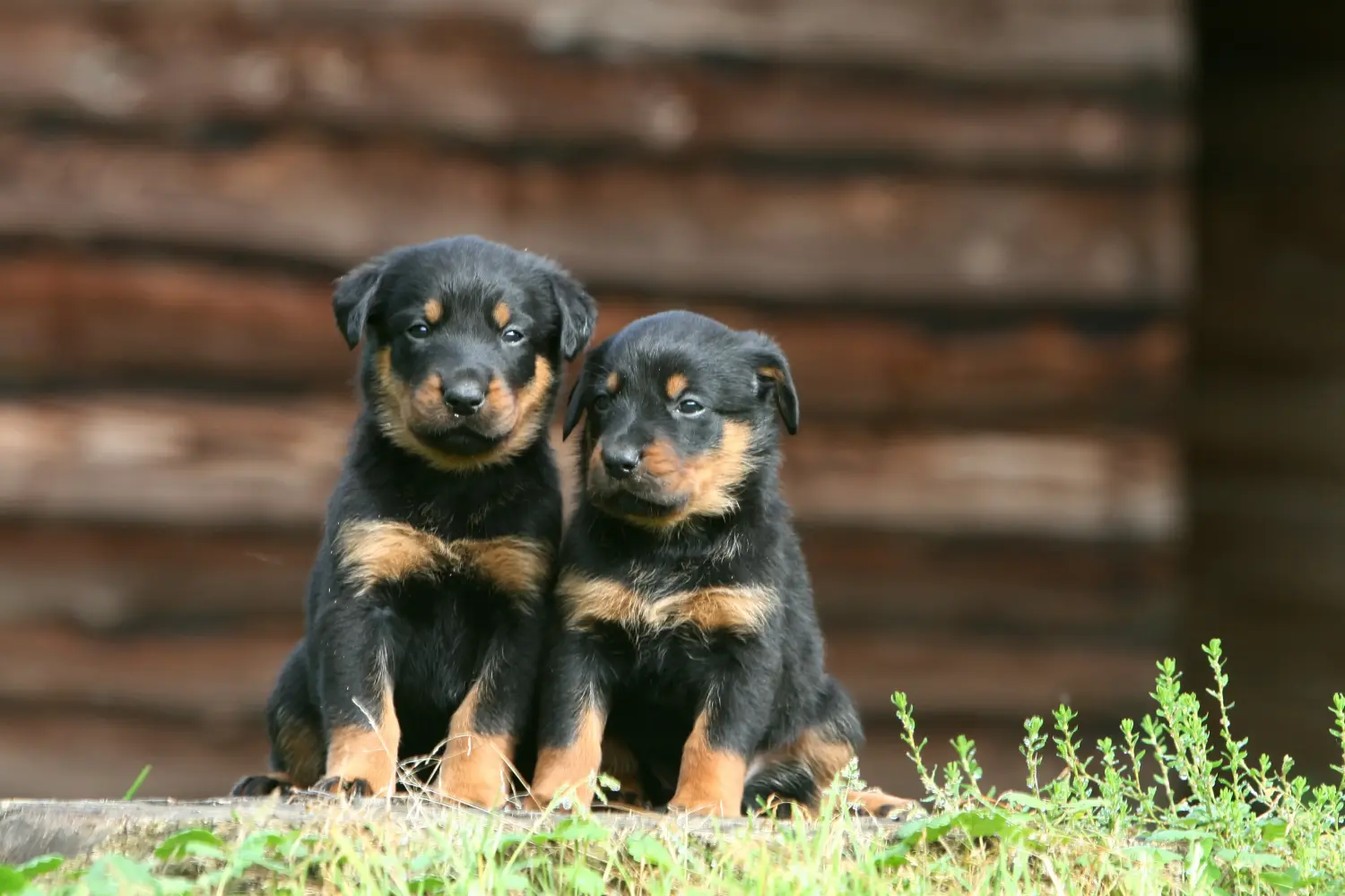 Beauceron kölyökkutya vásárlása felelősségvállalást jelent! Beauceron kölyökkutyák vásárlása.