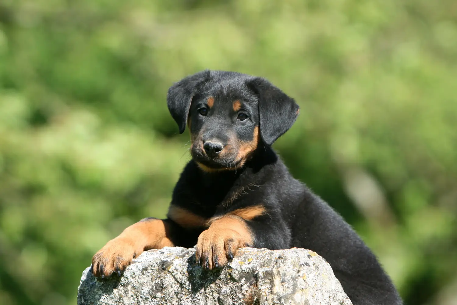 Beauceron kölyökkutya vásárlása felelősségvállalást jelent! Beauceron kölyökkutyák vásárlása.
