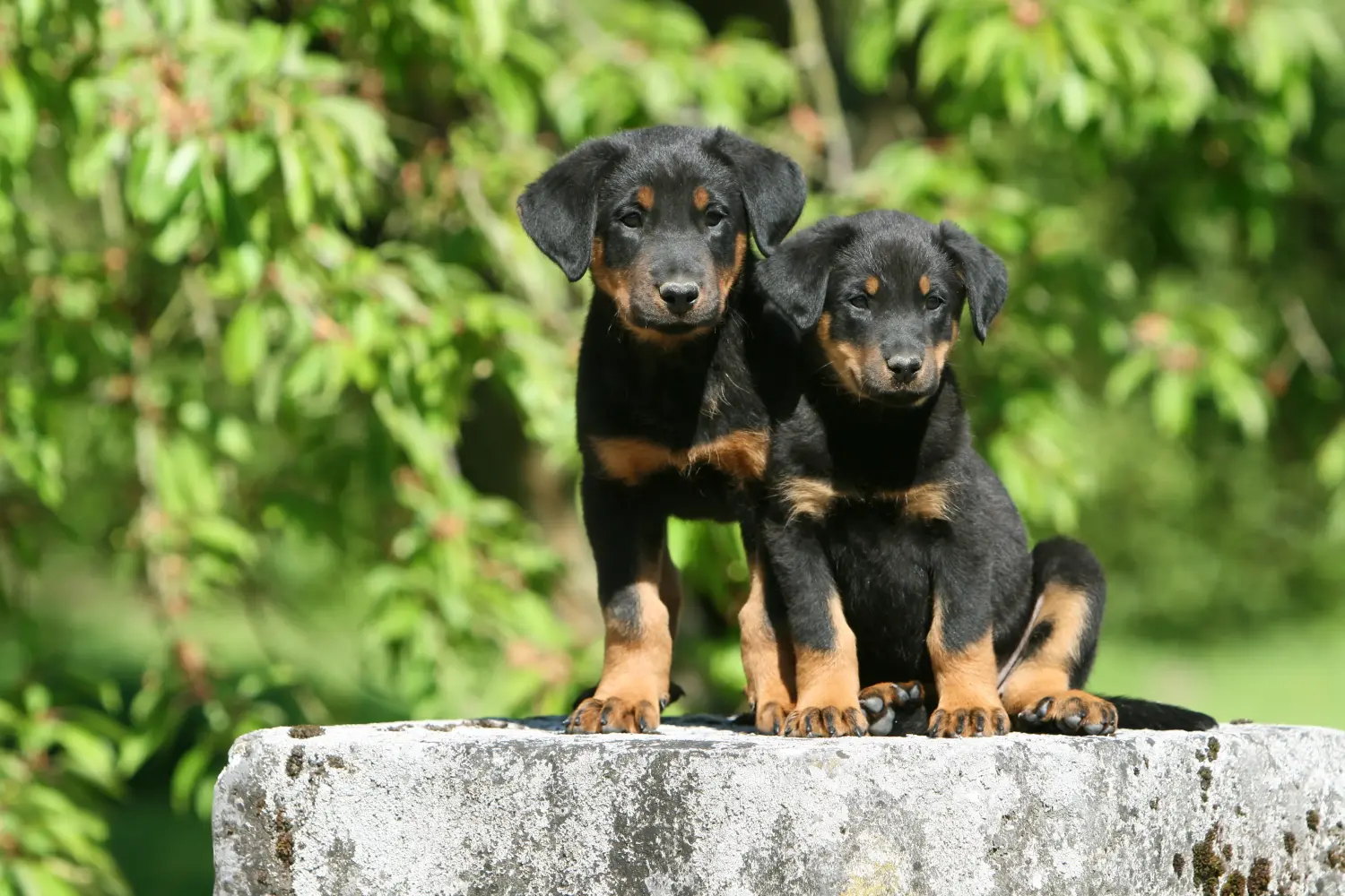 Beauceron kölyökkutya vásárlása felelősségvállalást jelent! Beauceron kölyökkutyák vásárlása.