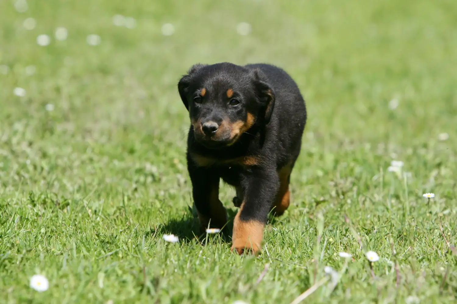 Beauceron kölyökkutya vásárlása felelősségvállalást jelent! Beauceron kölyökkutyák vásárlása.