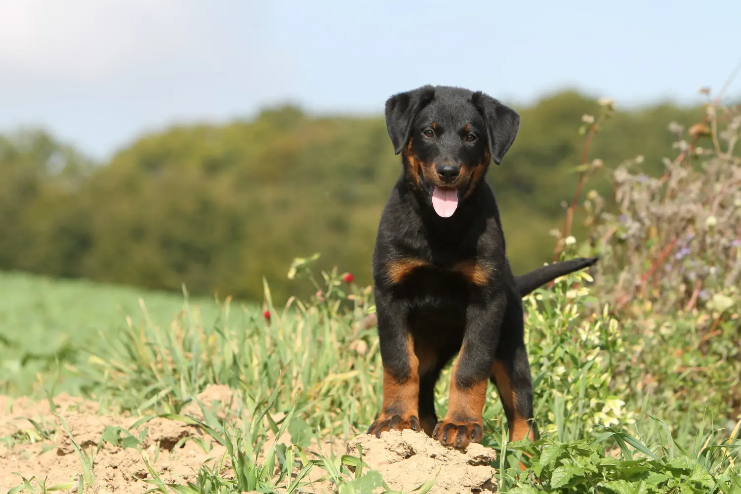 Beauceron kölyökkutya vásárlása felelősségvállalást jelent! Beauceron kölyökkutyák vásárlása.