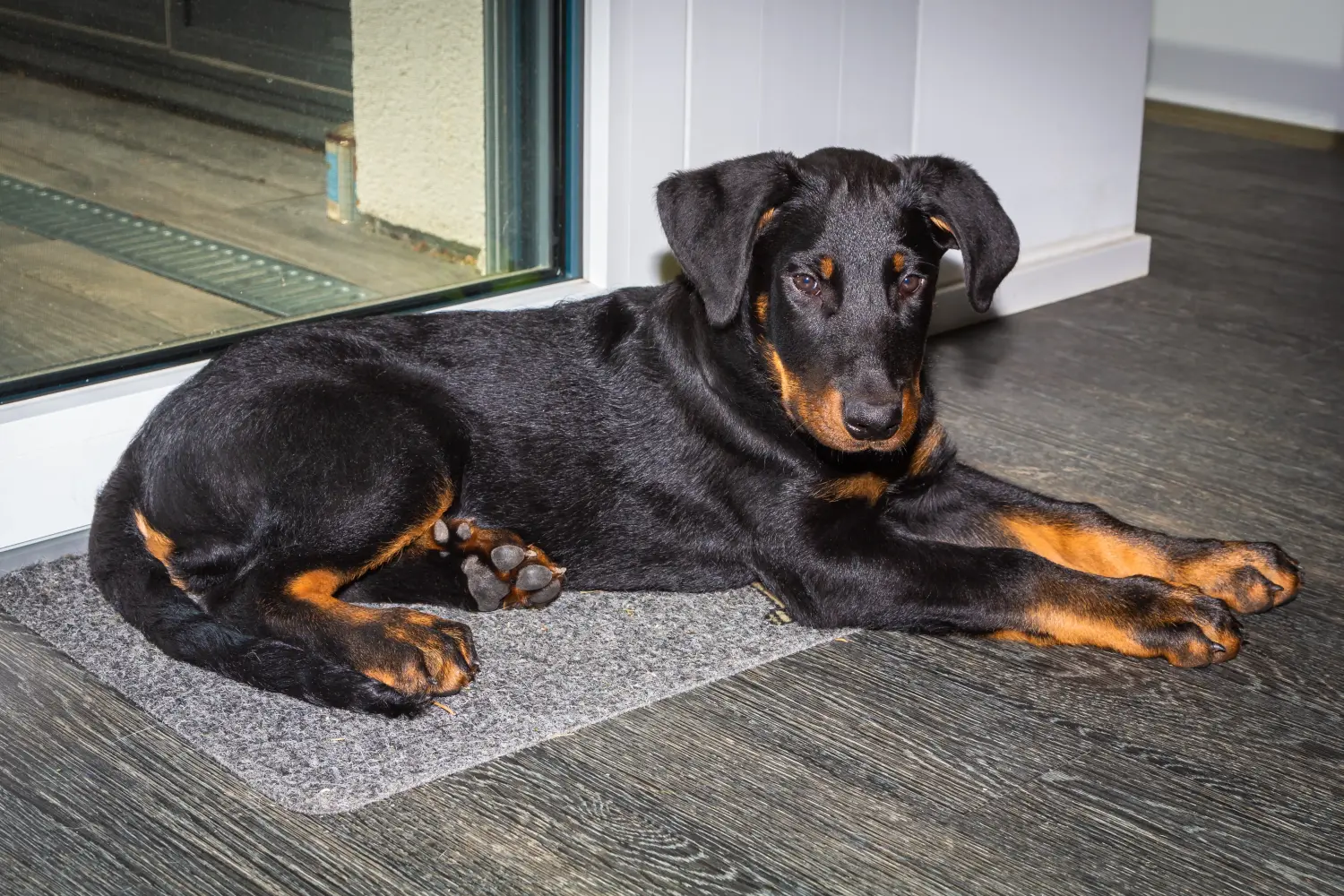 Beauceron kölyökkutya vásárlása felelősségvállalást jelent! Beauceron kölyökkutyák vásárlása.